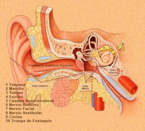 tinnitus-y-sinusitis-esquema-del-oido