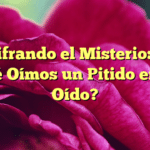 Descifrando el Misterio: ¿Por qué Oímos un Pitido en el Oído?