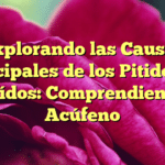 Explorando las Causas Principales de los Pitidos en los Oídos: Comprendiendo el Acúfeno